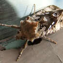 Image de Autographa corusca Strecker 1885