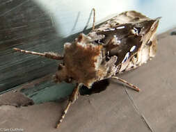 Image de Autographa corusca Strecker 1885