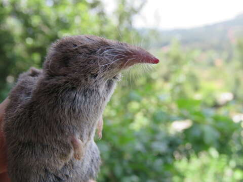 Image of Chestnut-bellied Shrew