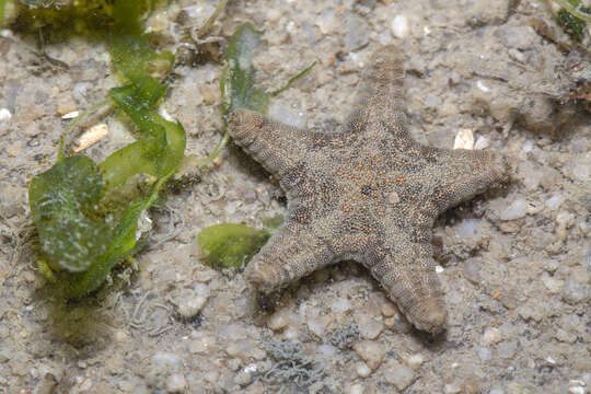 Image of Goniodiscaster H. L. Clark 1909