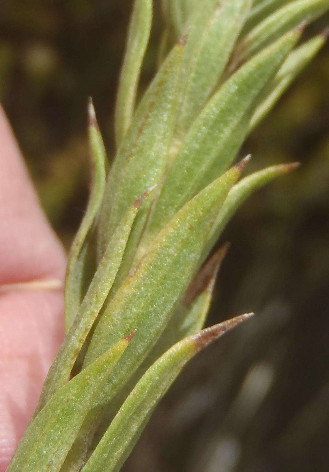 Plancia ëd Oedera calycina subsp. apiculata (DC.)