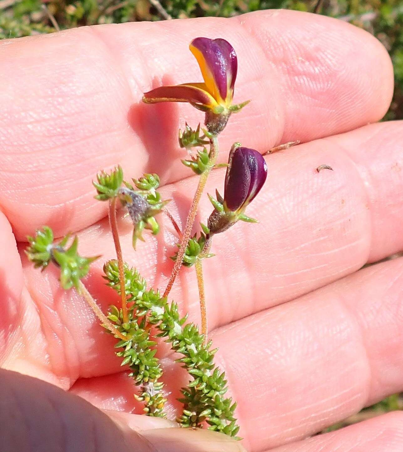 Слика од Aspalathus retroflexa subsp. bicolor (Eckl. & Zeyh.) R. Dahlgren