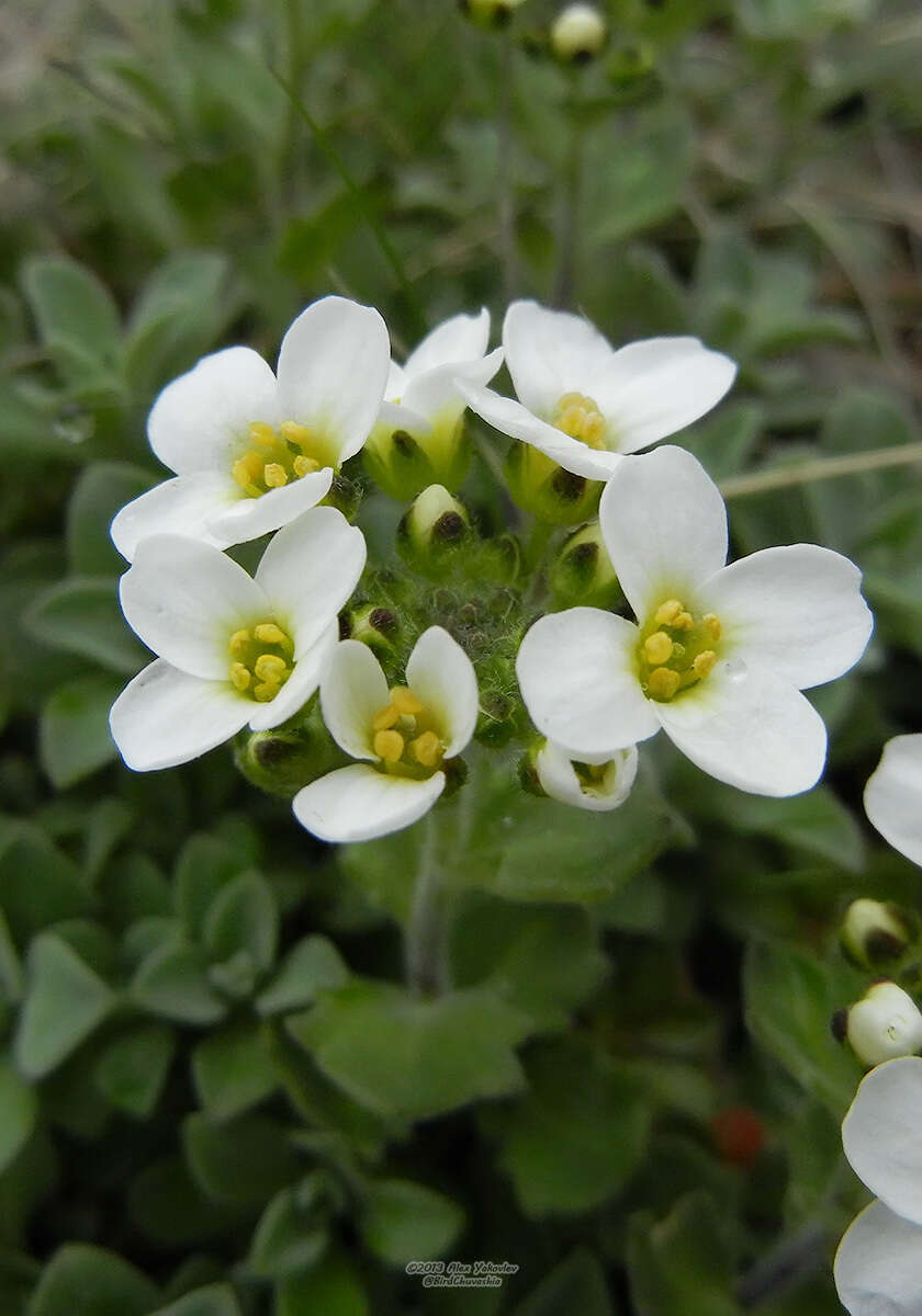 Image of boreal draba