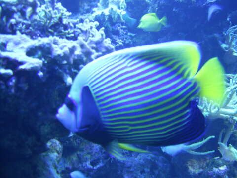 Image of Angelfish