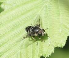 Image of Eristalis saxorum Wiedemann 1830