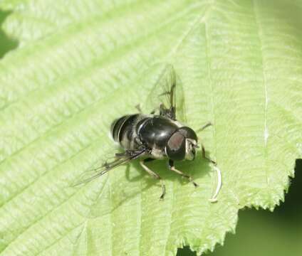 صورة Eristalis saxorum Wiedemann 1830