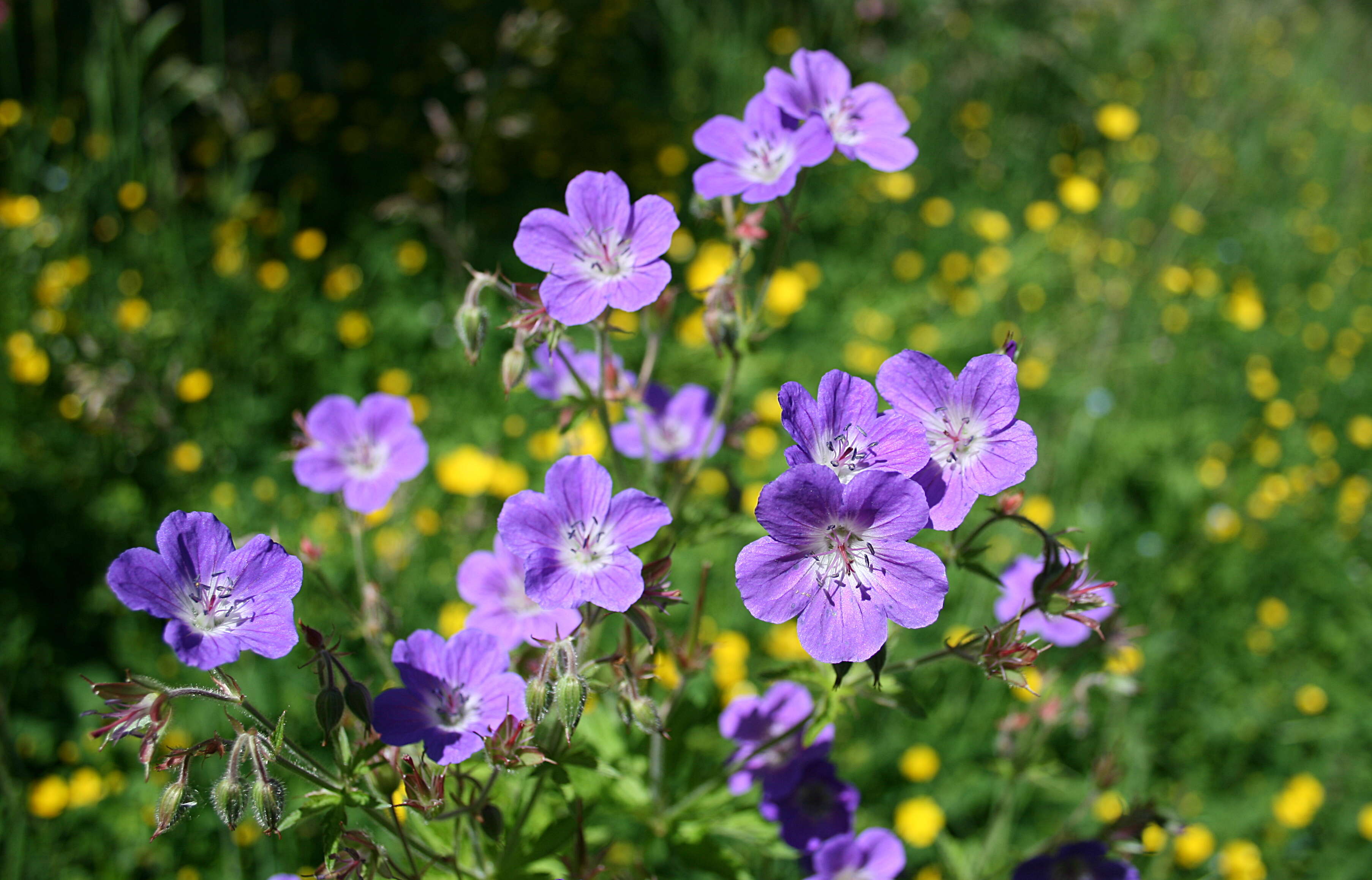 Image of Wood Crane's-bill