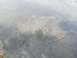 Image of California Butterfly Ray