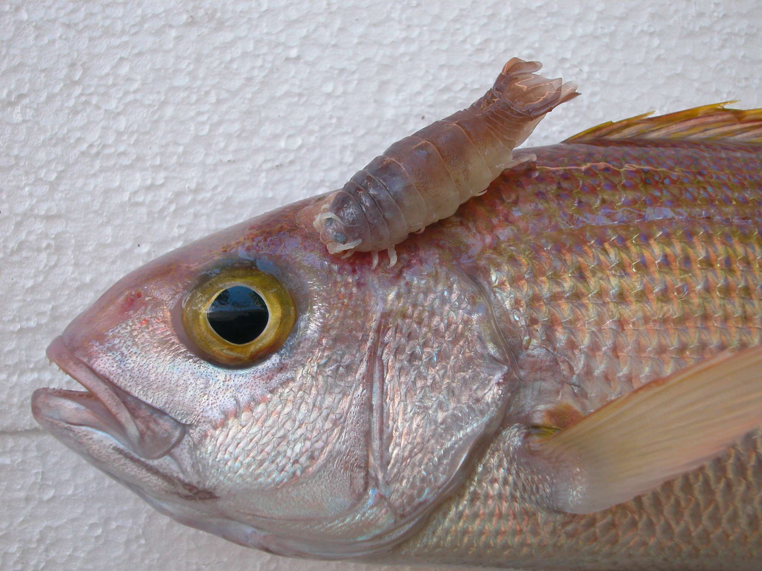 Image of Crimson jobfish