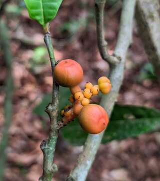 Image of Sorocea briquetii Macbride