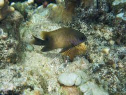 Image of dusky farmerfish