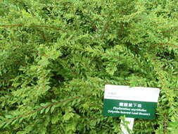 Image of Phyllanthus myrtifolius (Wight) Müll. Arg.