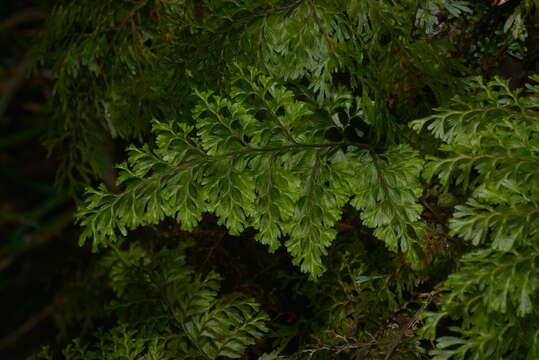 Hymenophyllum deplanchei Mett. ex Kuhn resmi