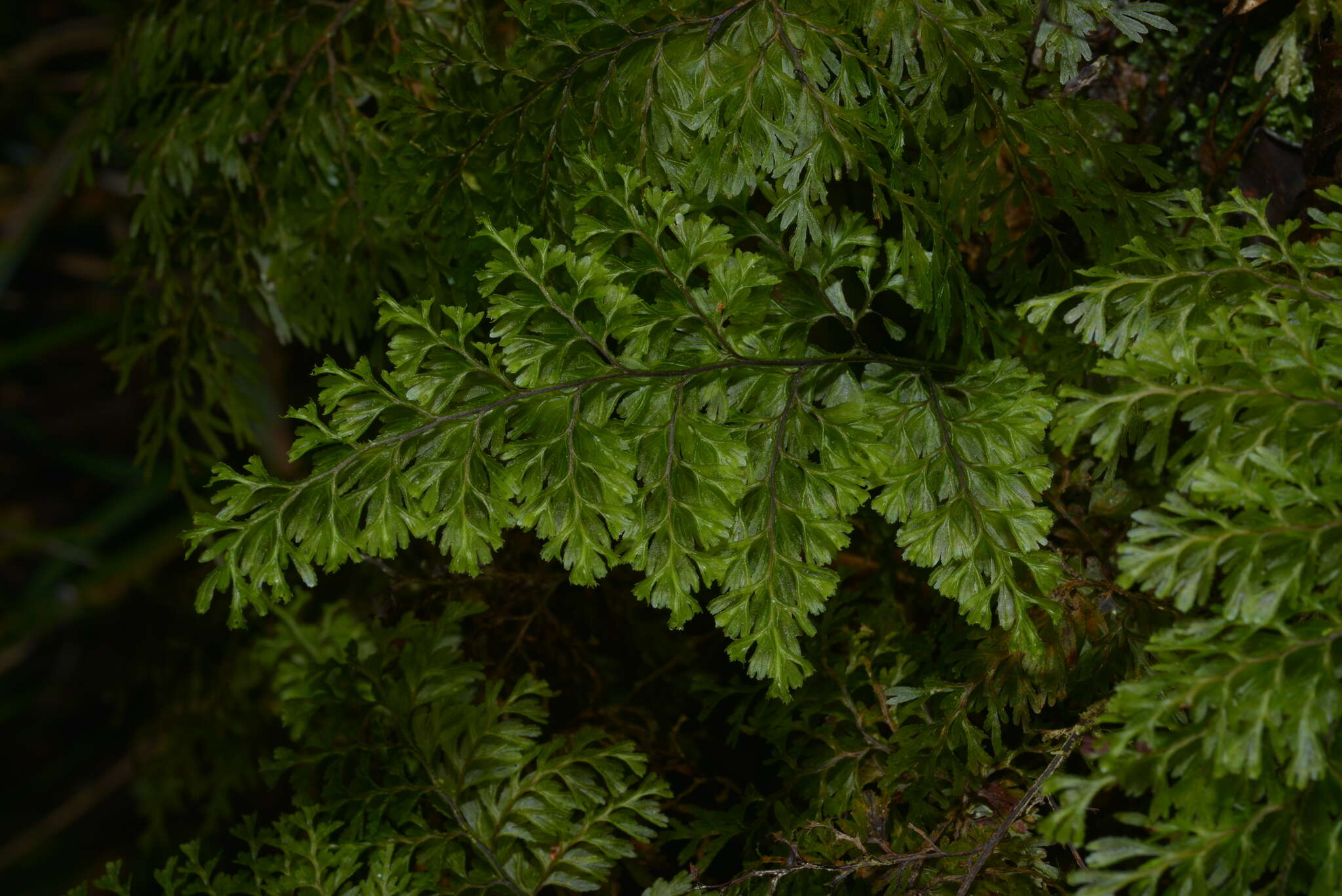 Image de Hymenophyllum deplanchei Mett. ex Kuhn