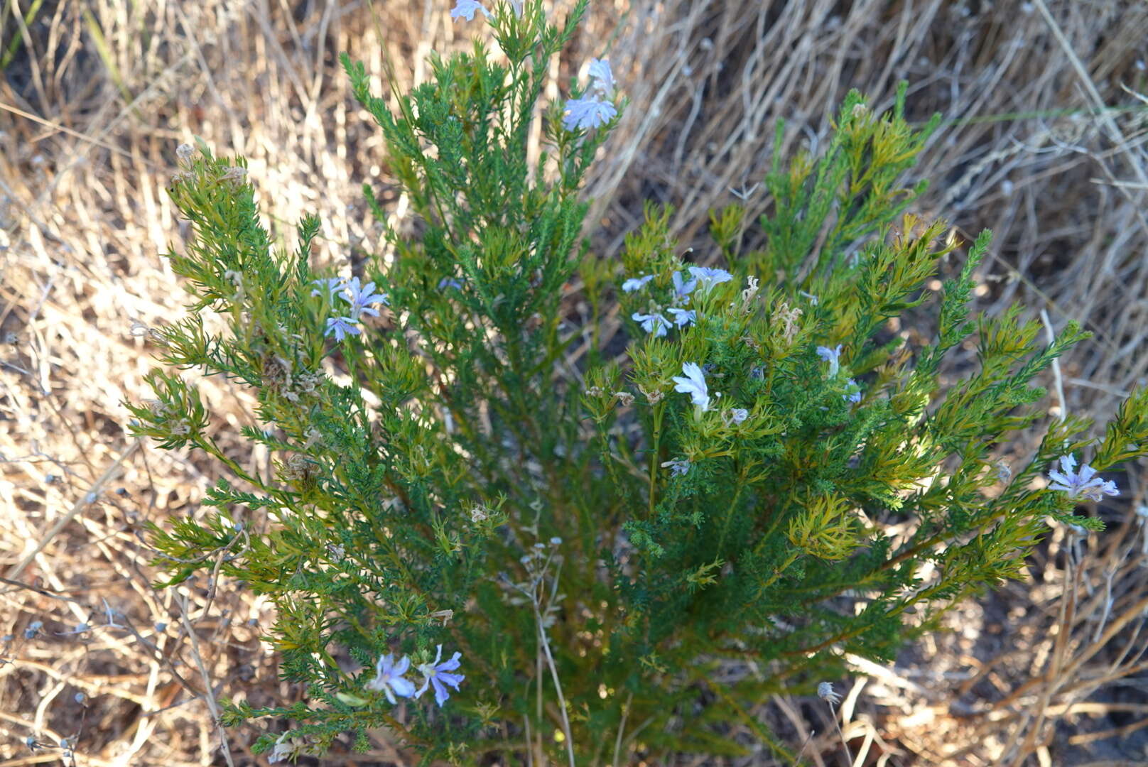 Image of Free-flowering Leschenaultia