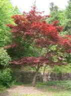 Image of Japanese maple