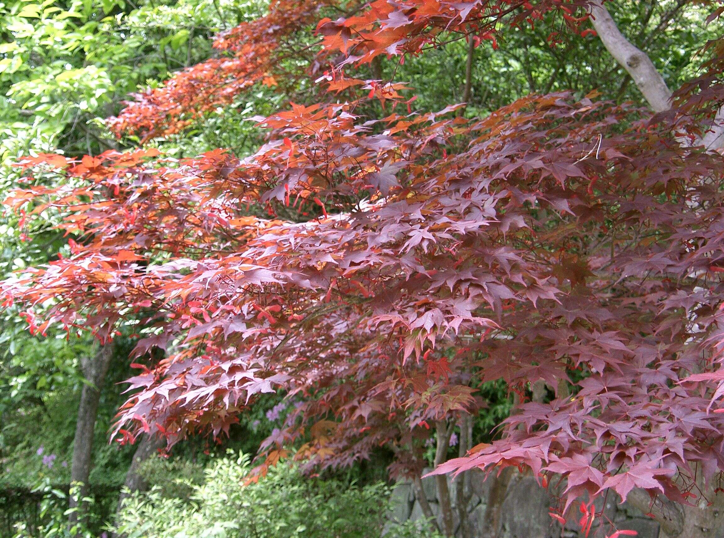 Image of Japanese maple