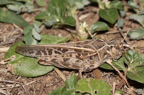 Слика од Pardalophora saussurei (Scudder & S. H. 1892)