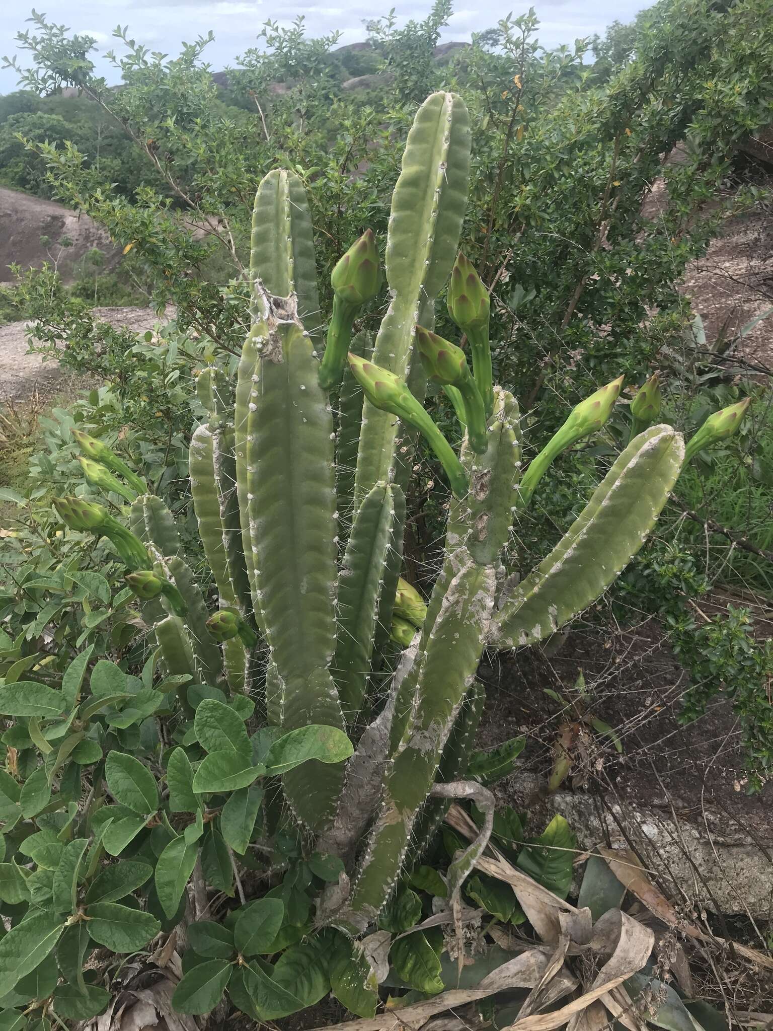 Image de Cereus hexagonus (L.) Mill.