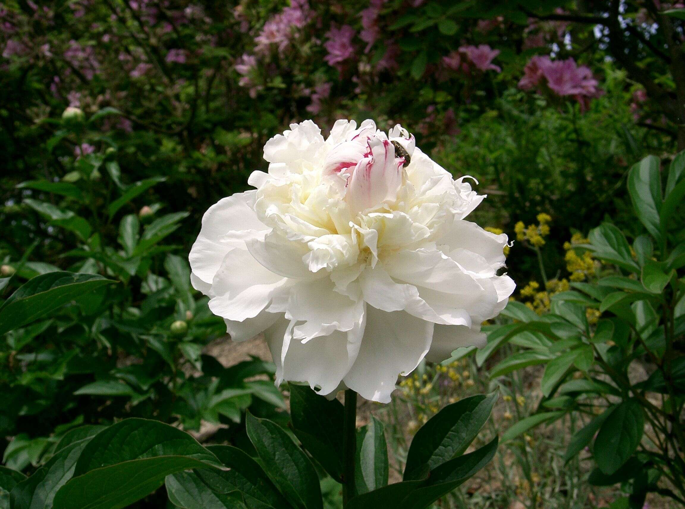 Image de Pivoine de Chine