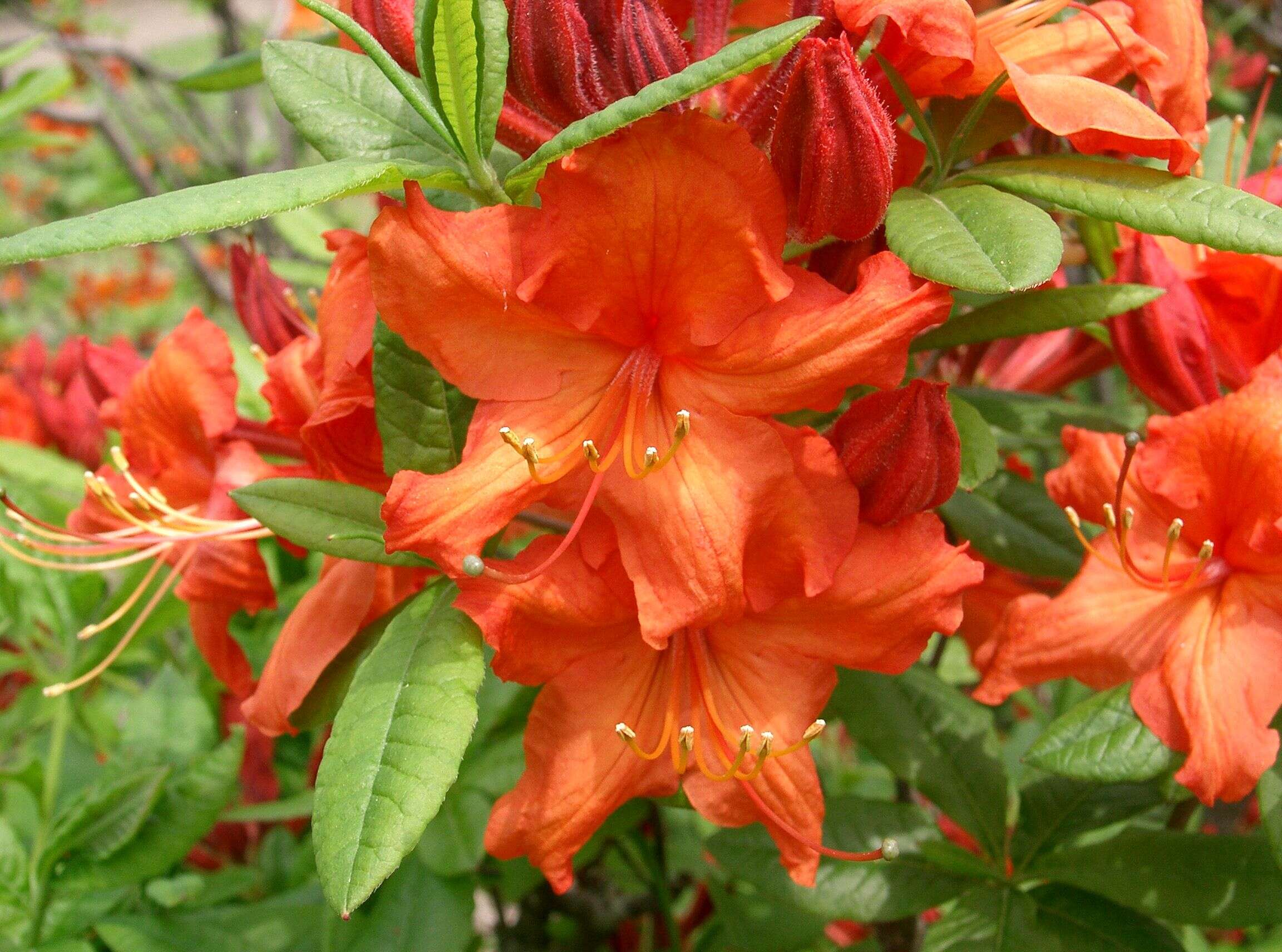 Image de Rhododendron molle (Bl.) G. Don