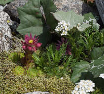 Achillea erba-rotta subsp. moschata (Wulfen) I. B. K. Richardson resmi