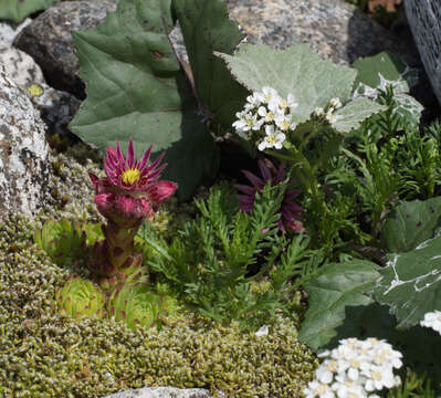 صورة Achillea erba-rotta subsp. moschata (Wulfen) I. B. K. Richardson