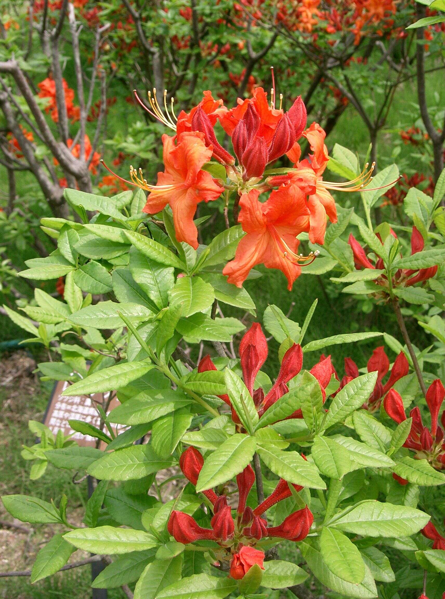 Image de Rhododendron molle (Bl.) G. Don