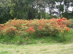 Image de Rhododendron molle (Bl.) G. Don