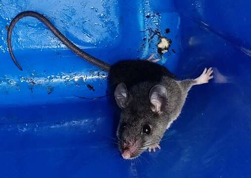 Image of Mexican Deer Mouse