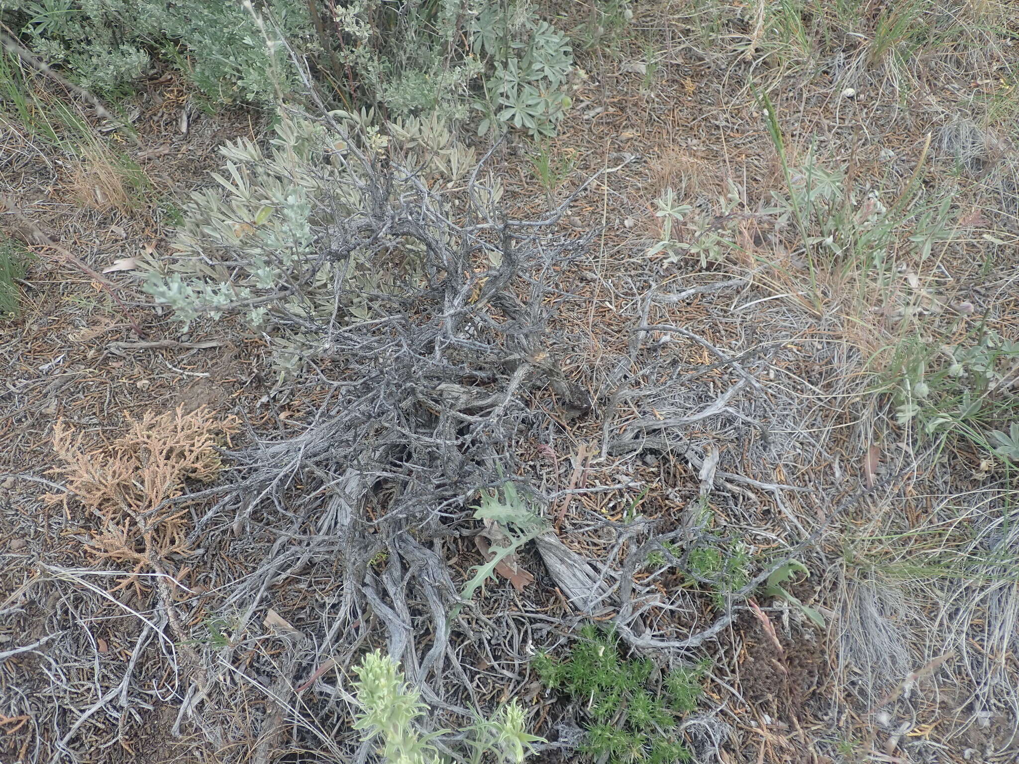 Image of low sagebrush