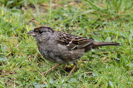 Image of Golden-crowned Sparrow