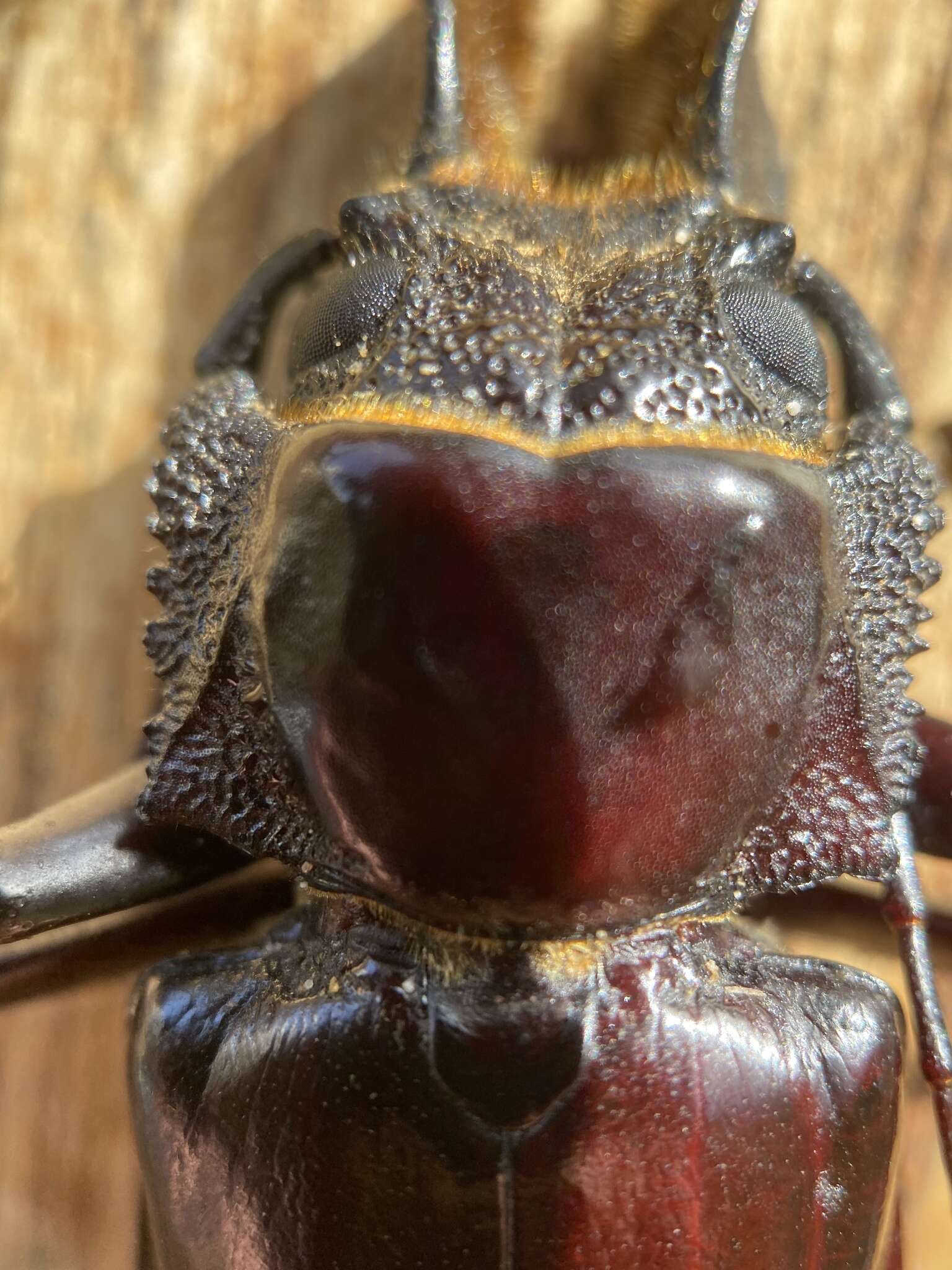 Image of Hovorodon bituberculatum (Palisot de Beauvois 1805)