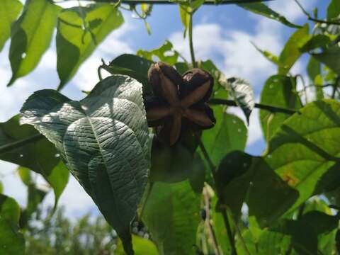 صورة Plukenetia volubilis L.