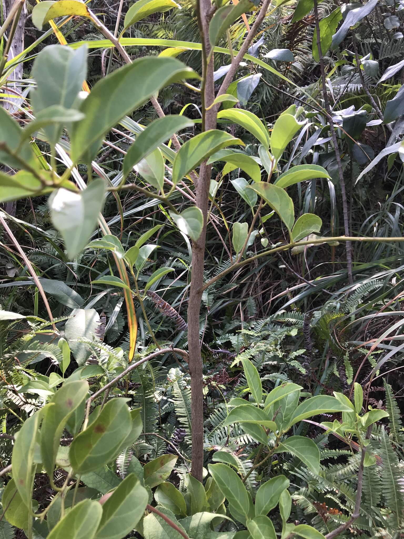 Image of Itea chinensis Hook. & Arn.