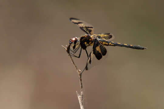 Image of Banded Pennant