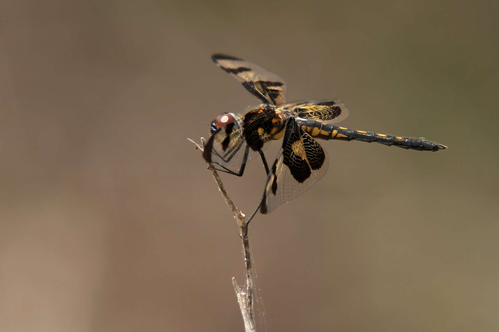 Imagem de Celithemis fasciata Kirby 1889