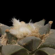 Image of Ariocarpus retusus Scheidw.