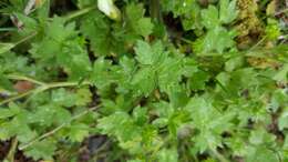 Image of smallflower buttercup