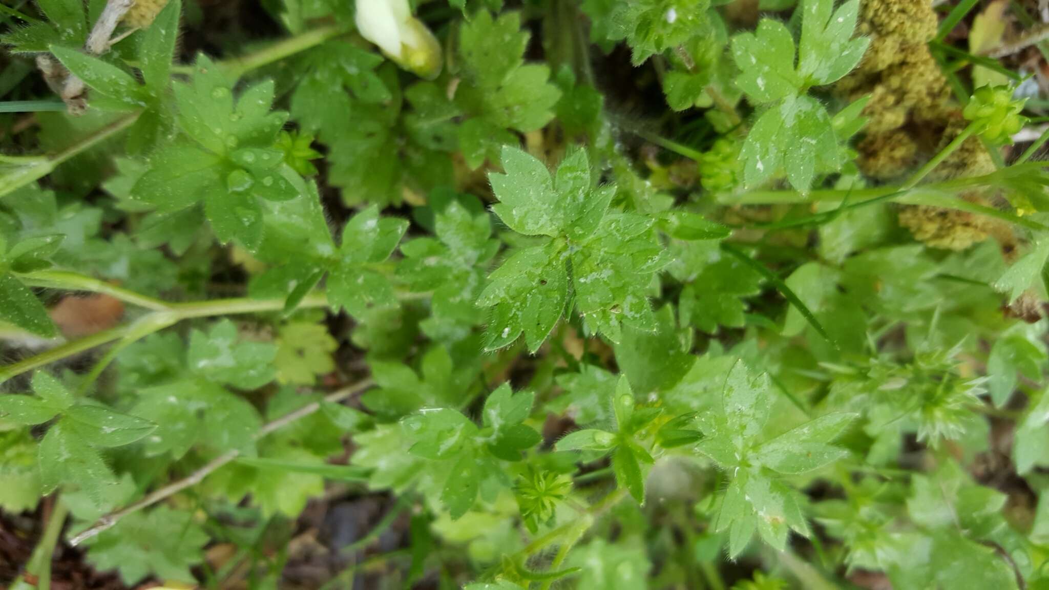 Image de Ranunculus parviflorus L.