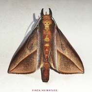 Image of Strophocerus sericea Schaus 1906