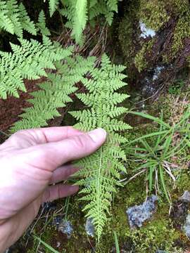 Image of American Alpine Lady Fern