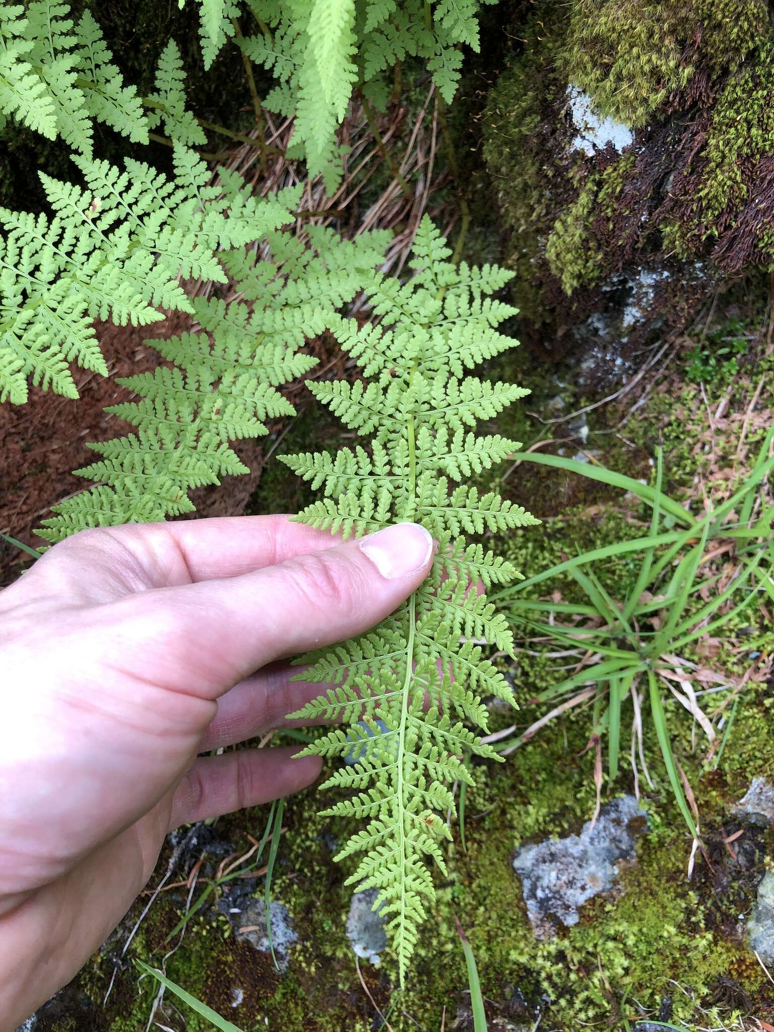 Image de Athyrium americanum (Butters) Maxon