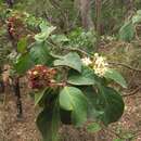 Imagem de Clerodendrum tomentosum (Vent.) R. Br.