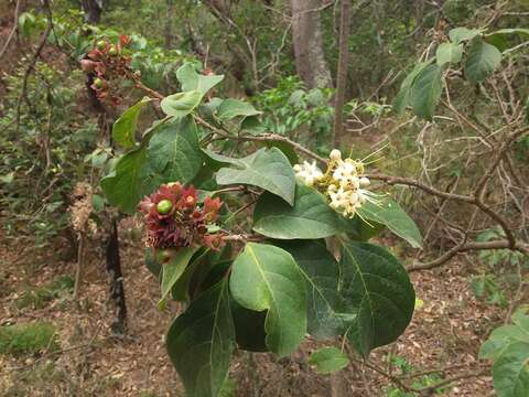 Clerodendrum tomentosum (Vent.) R. Br.的圖片