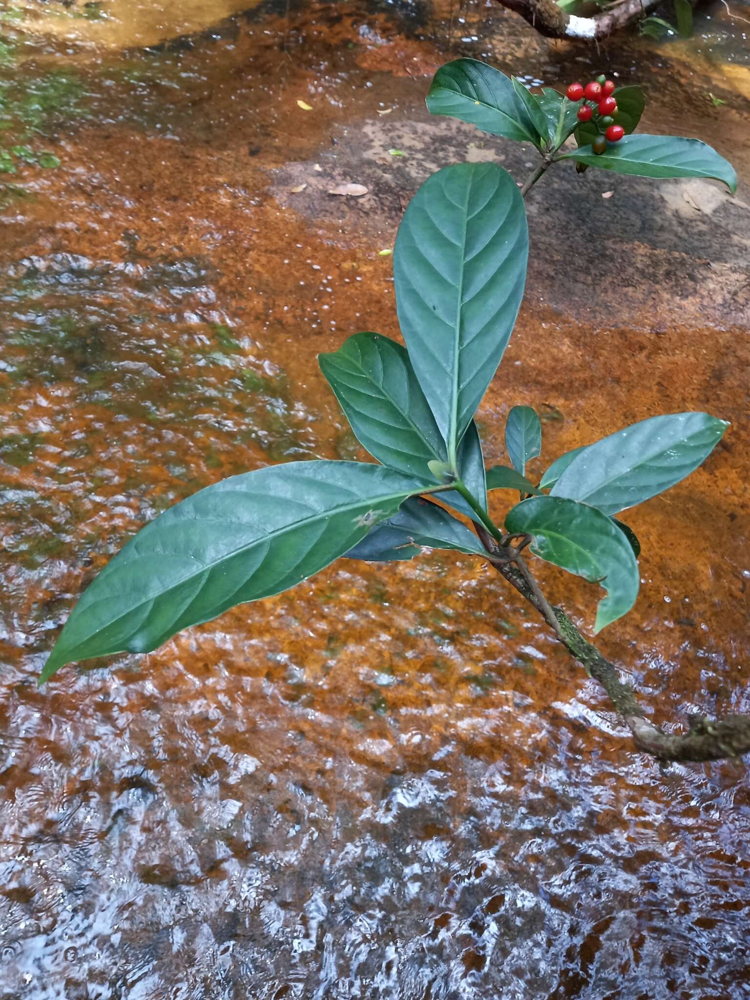 Image of Psychotria cupularis (Müll. Arg.) Standl.