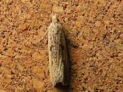 Image of Javelin Moth