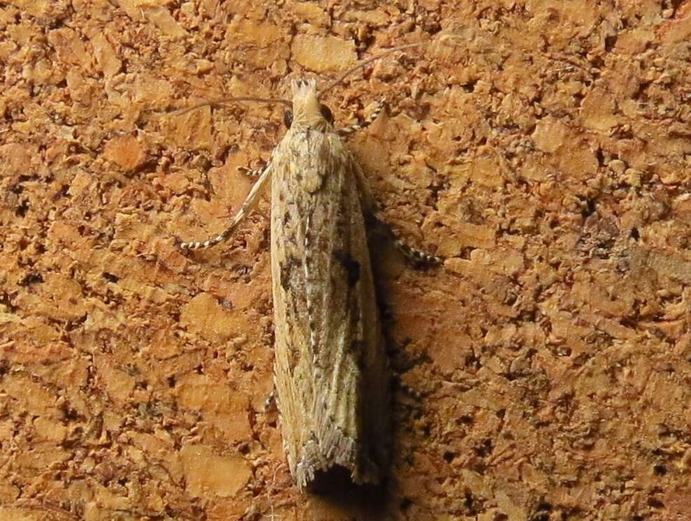 Image of Javelin Moth