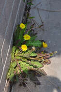 Image of Taraxacum mongolicum Hand.-Mazz.