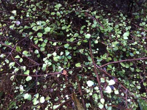 Imagem de Lophomyrtus obcordata (Raoul) Burret